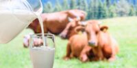 Associés aux producteurs de lait, Emmi et Nestlé lancent une vaste initiative en faveur du climat